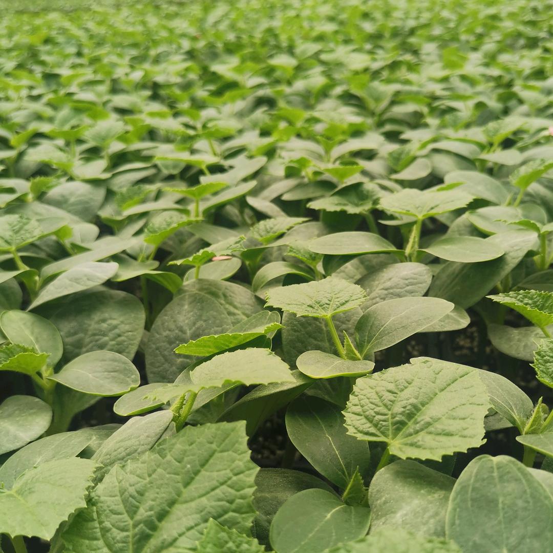 寿光天润种苗基地