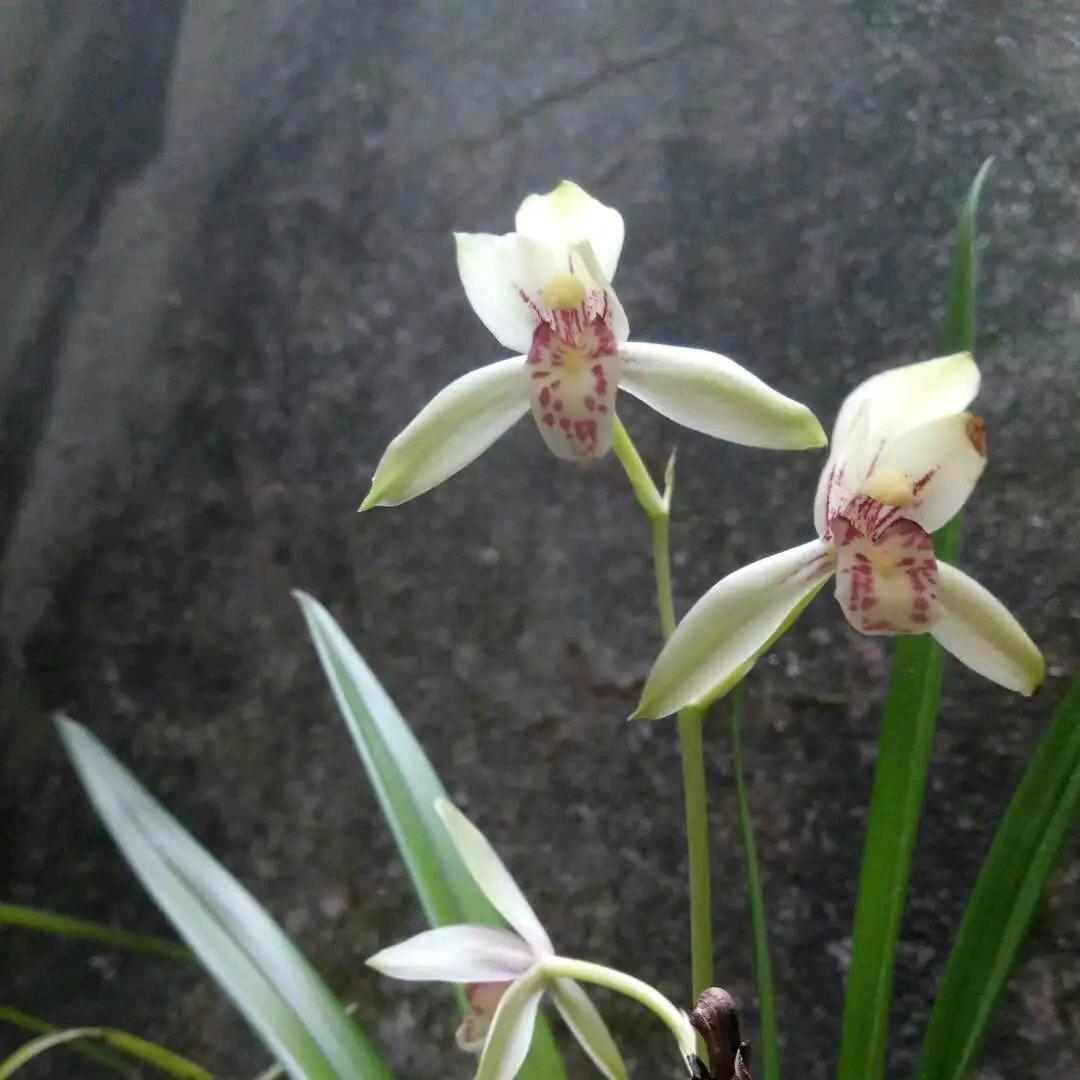 桑落追风头像