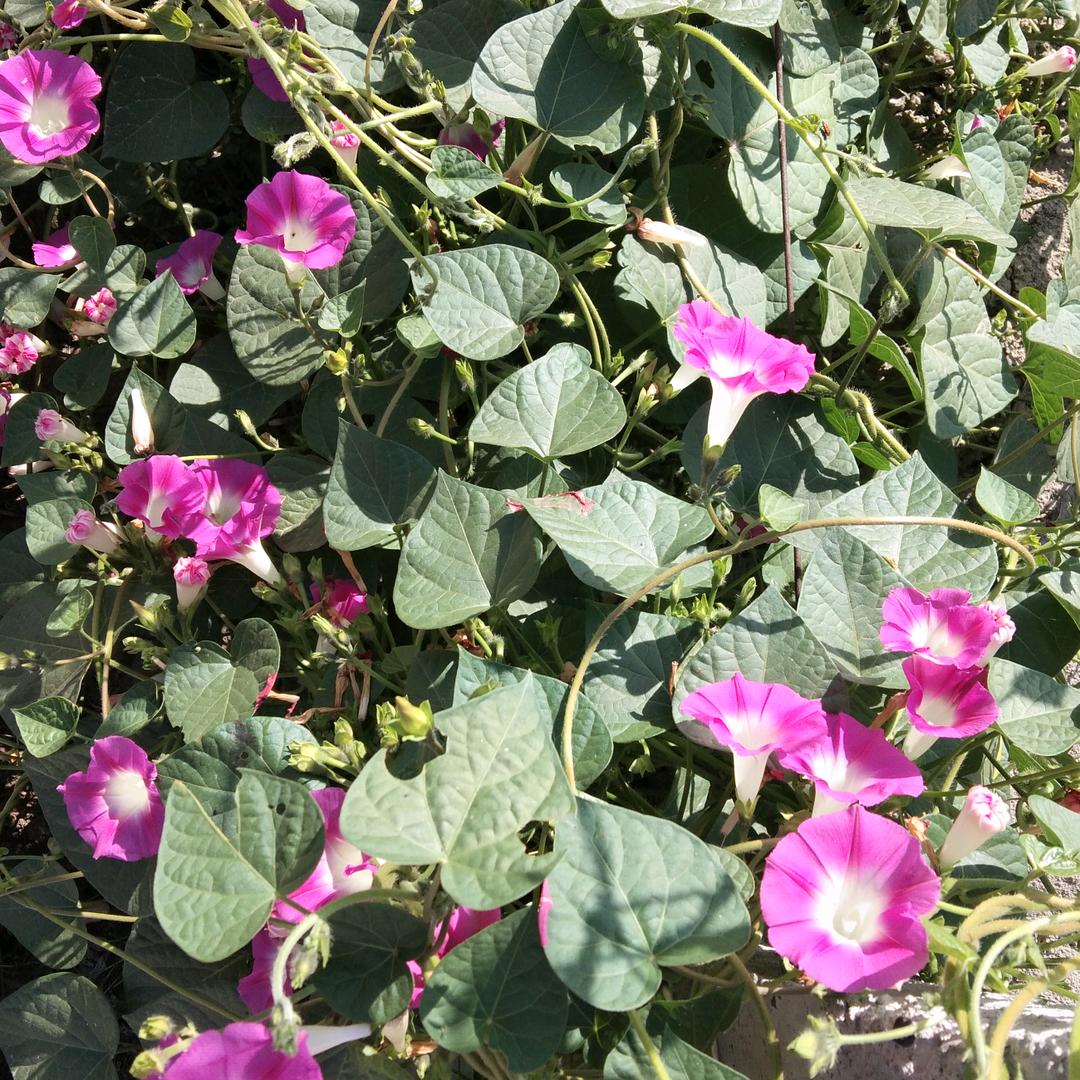 做一会没心没肺的人