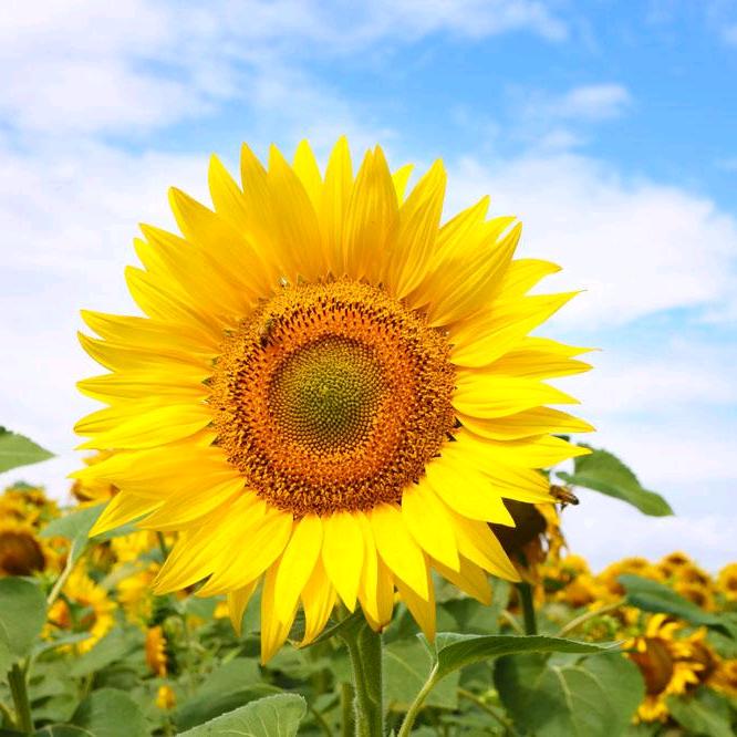 🌈🌈🌈叶子姐姐