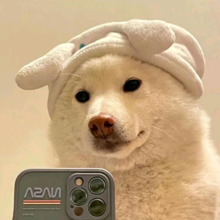 一个大冰狗