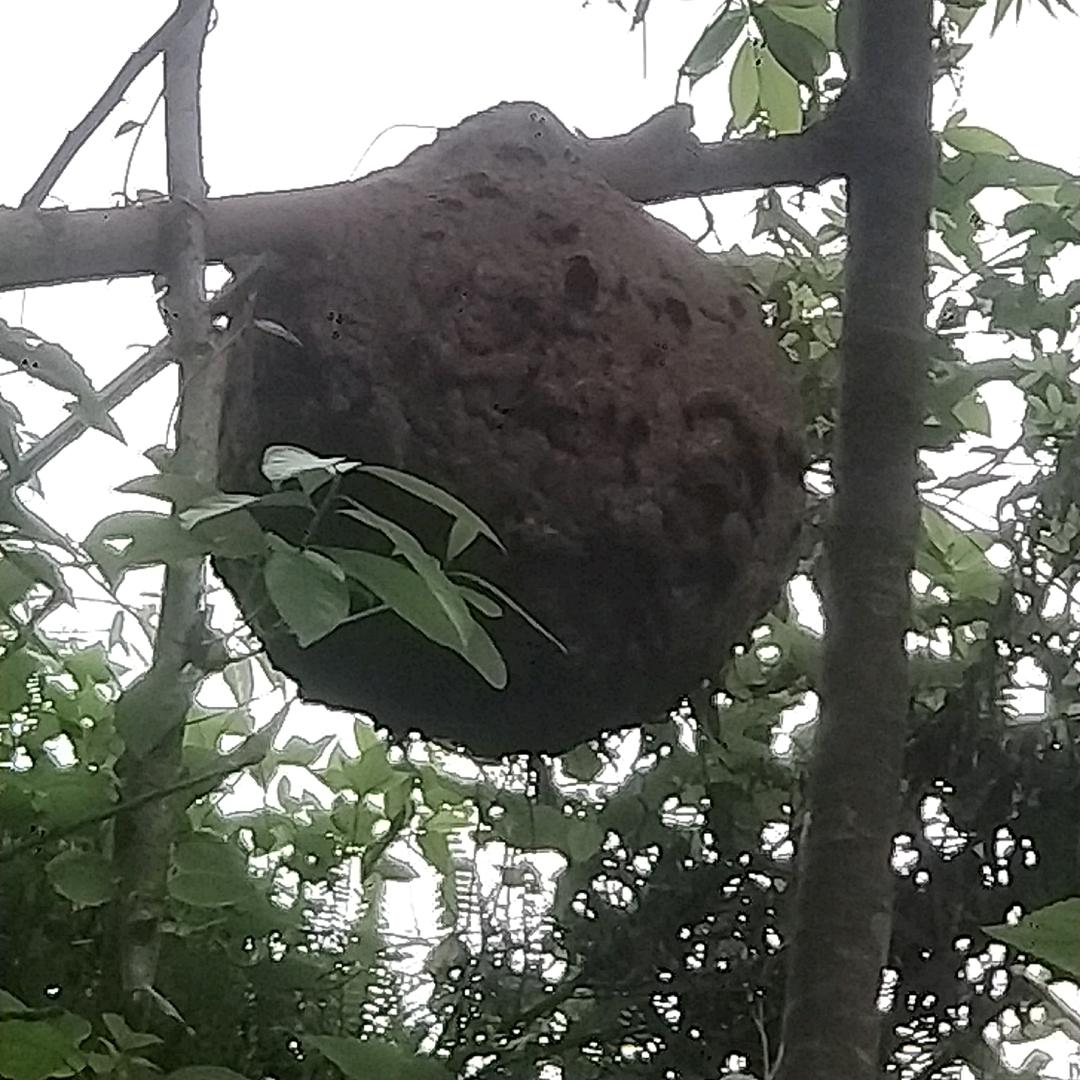 韦魏蜂业