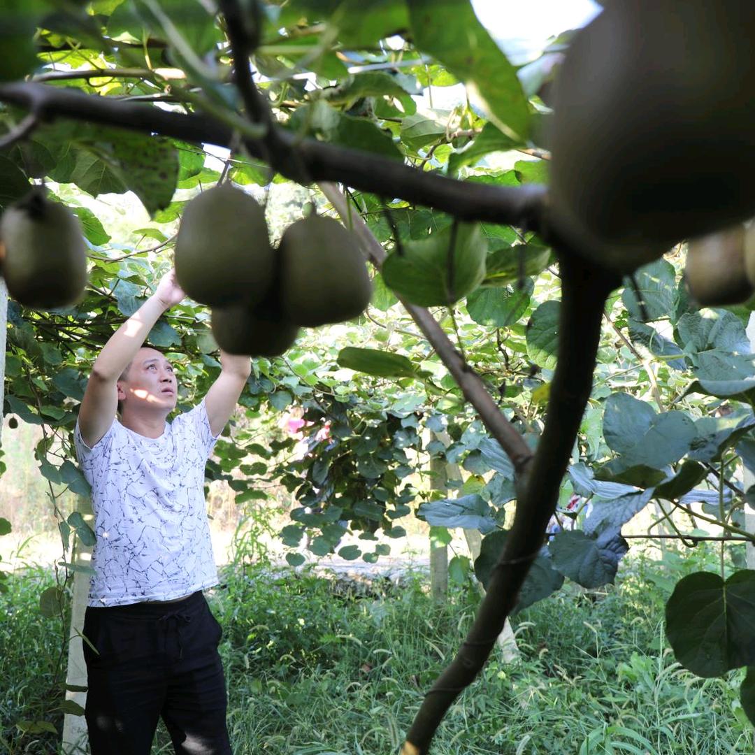 张家界金玉有机猕猴桃专业合作社