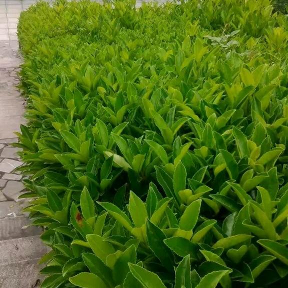 赤壁小肖
