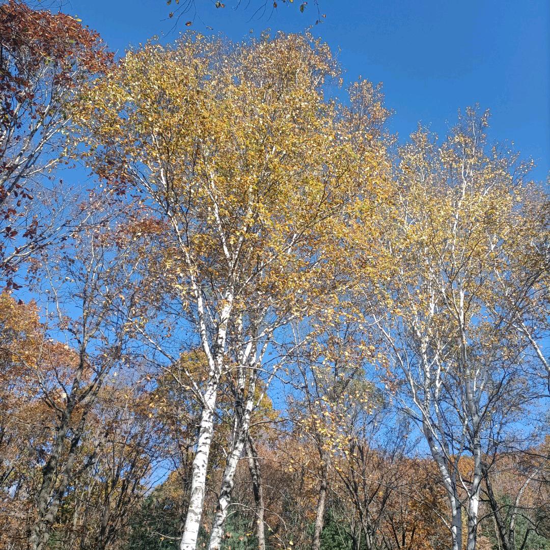 🥀এ᭄终是ꦿ过客 ོ࿐ᩚ（拒连赞）