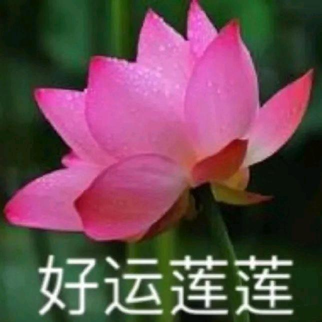 好运莲莲..
