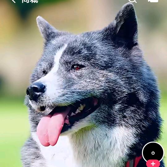 小杨哥
