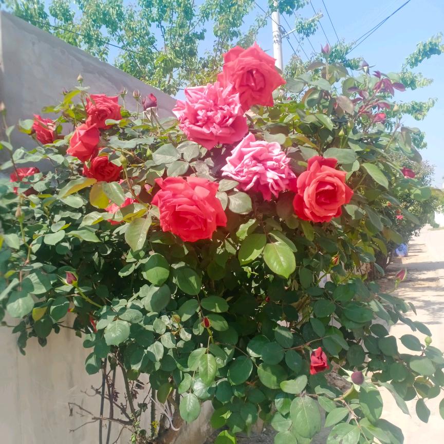 魅🌷蓝🌷🌺