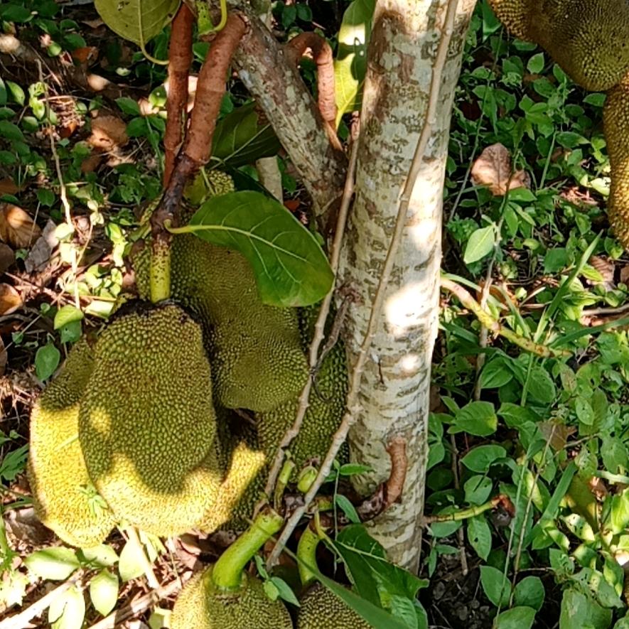 福新