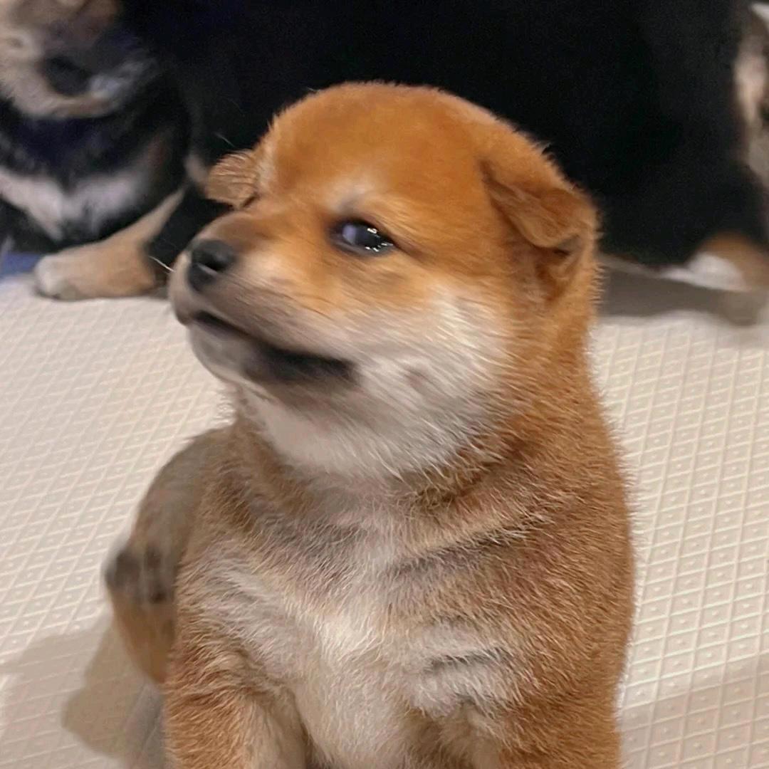 嘻嘻嘻阳阳