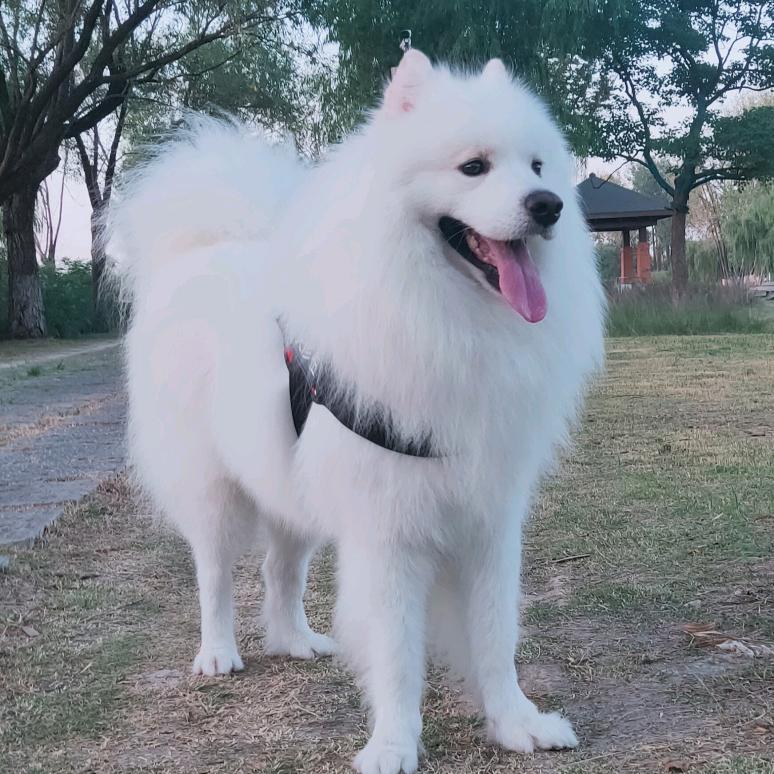 @麻团儿是只萨摩耶