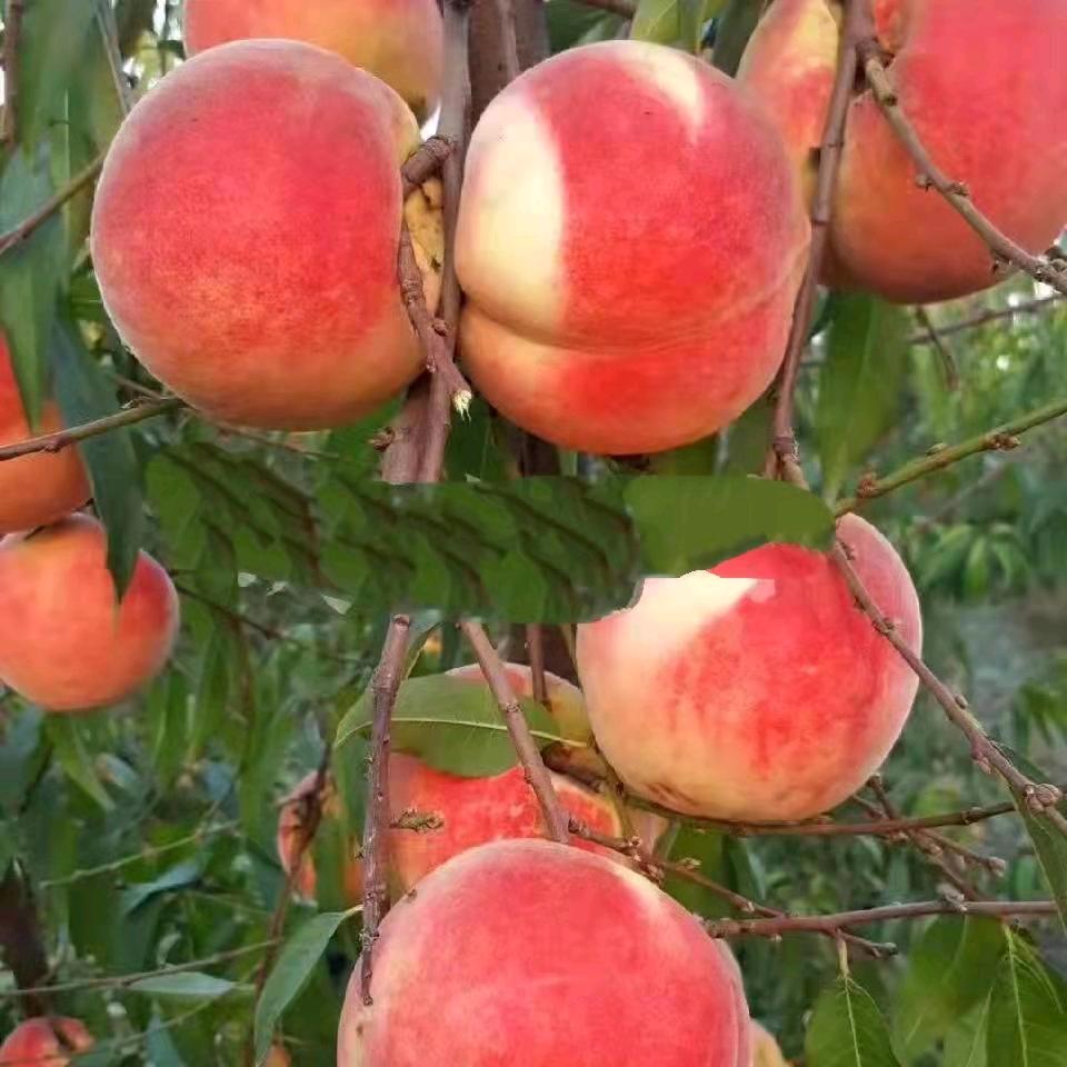 广水市吕厚才家庭农一场