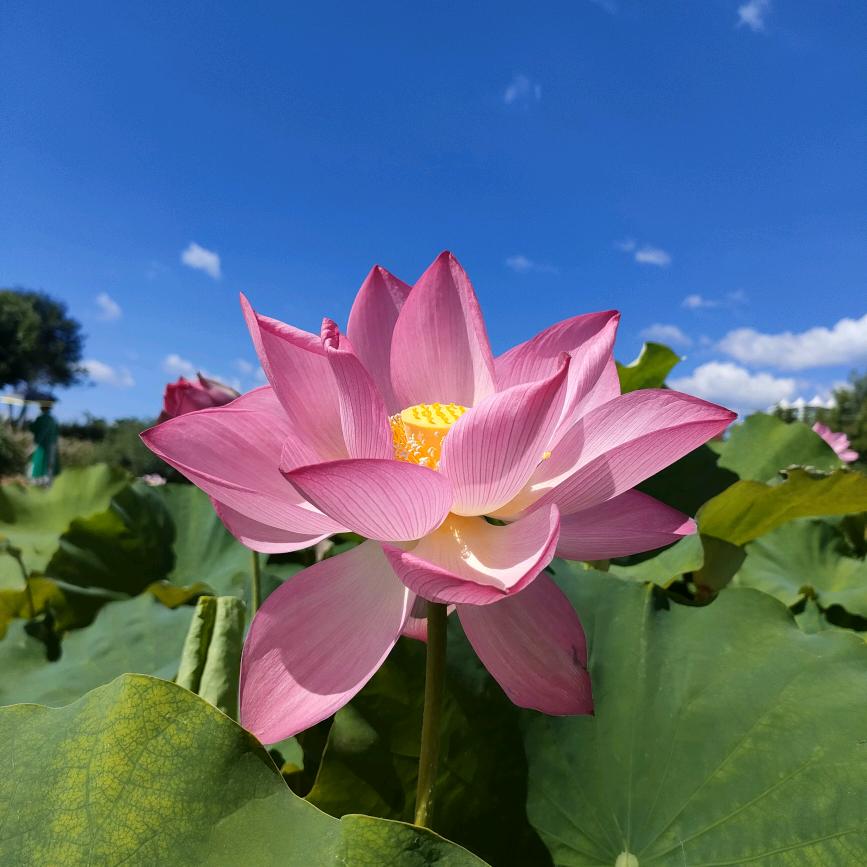 叶子