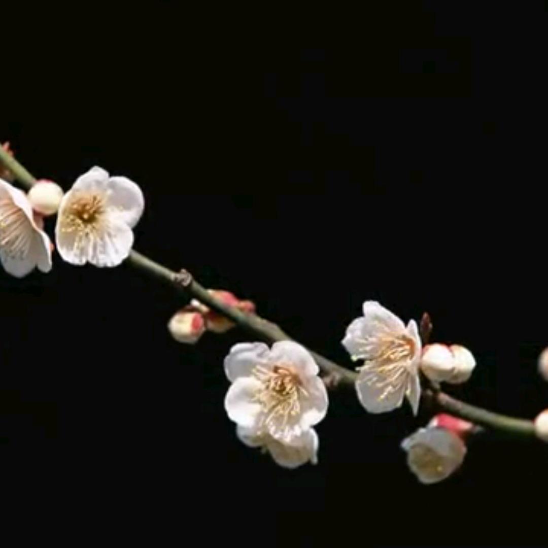 &玥儿&