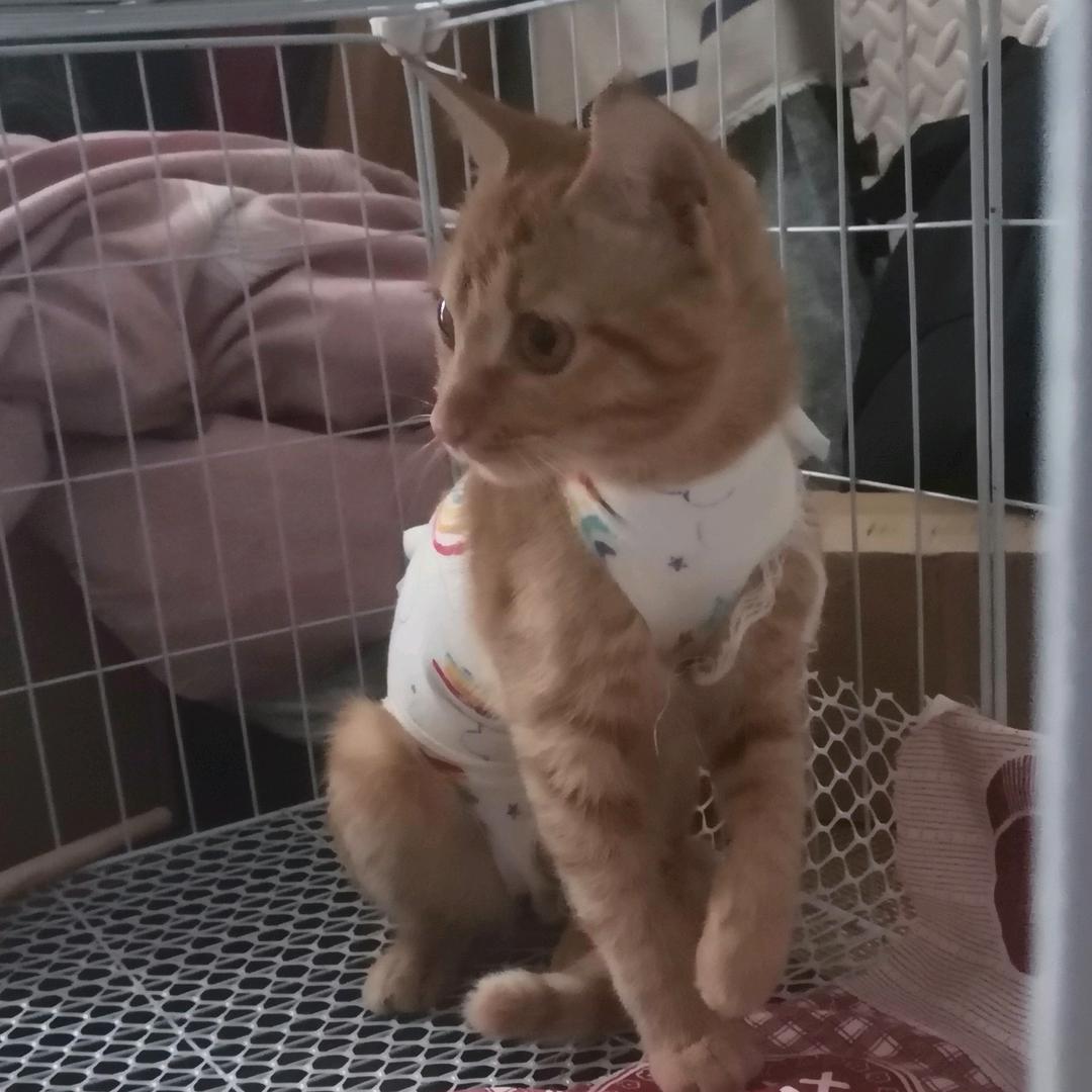 小臭宝