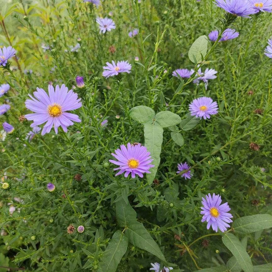 晴鸢🌸