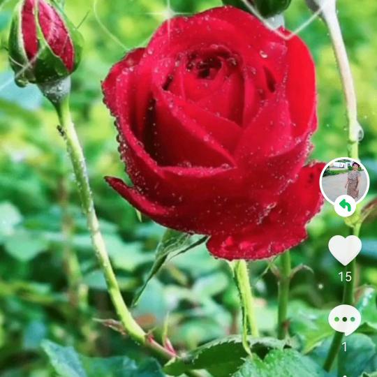 小花🌹
