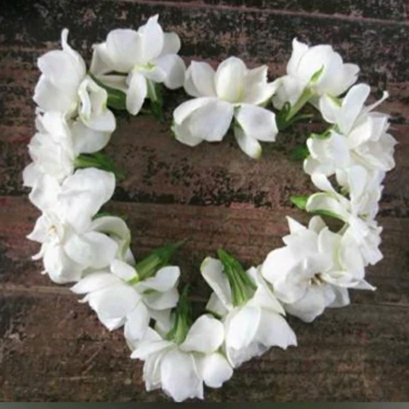 ☁️云🌻朵🌴