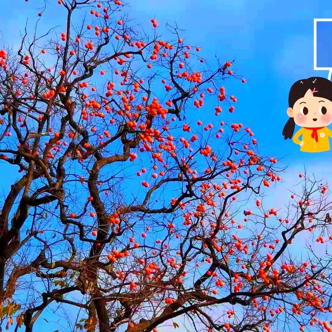 古月芳㳸