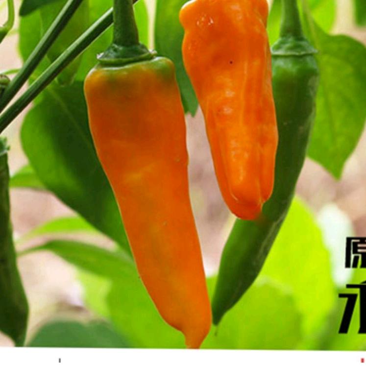 永安黄椒产地直销