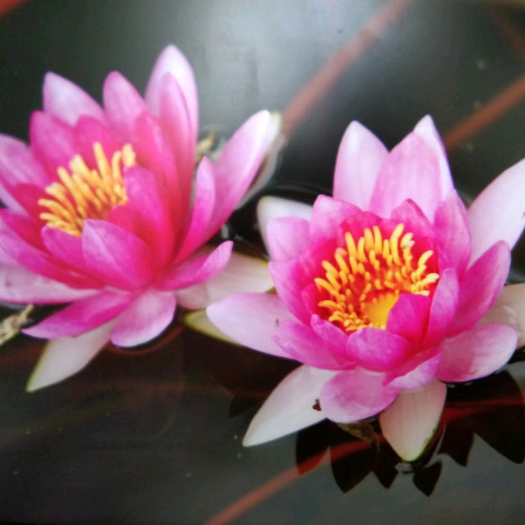 清风明月