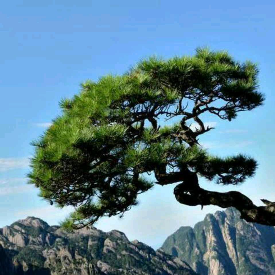 天天乐