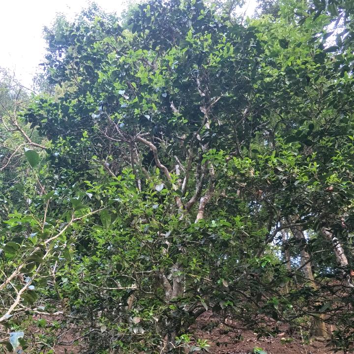 铭记云山