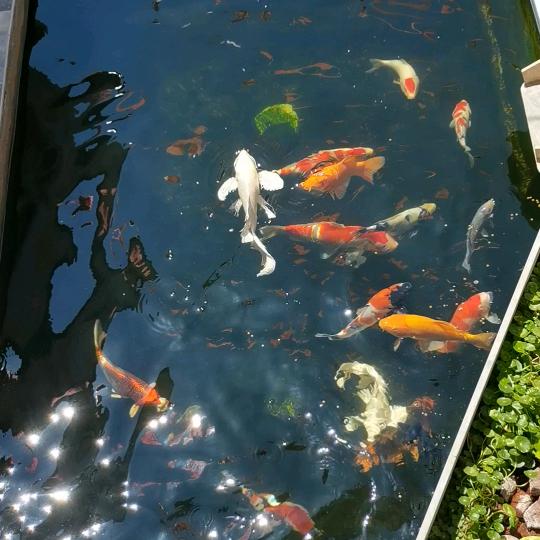 卖了个饼的（还停留在养活阶段）