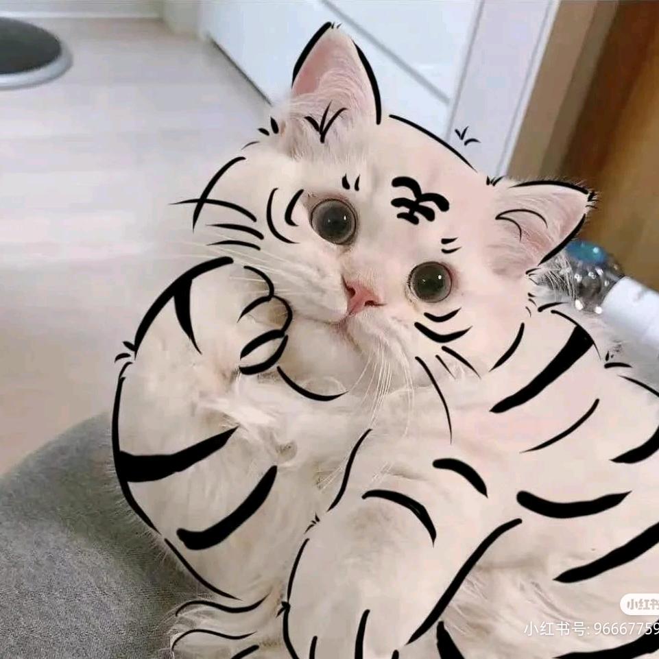 艾筱猫