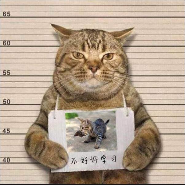 小叶 关注了主播