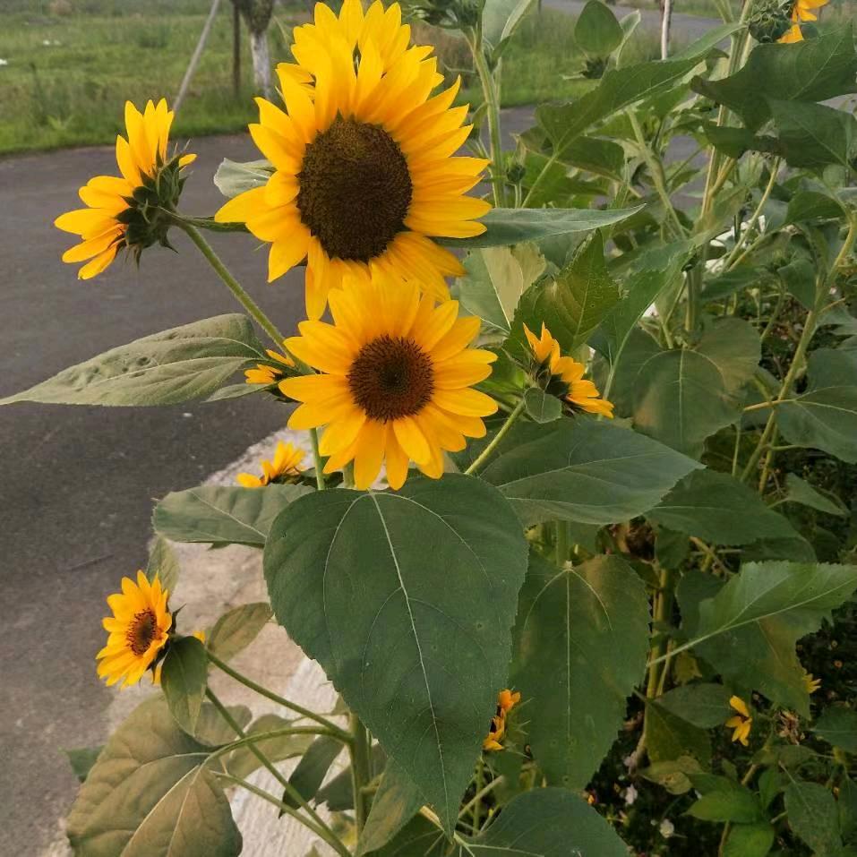 🌻🌻