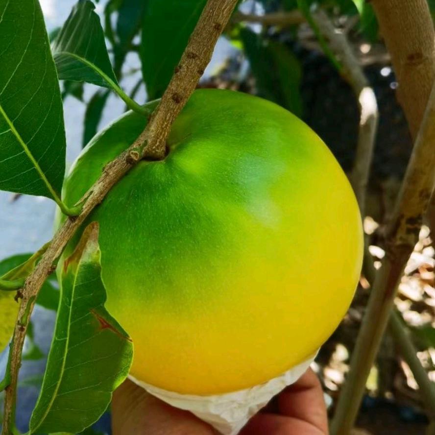 润苗果树苗木专营店树总园艺