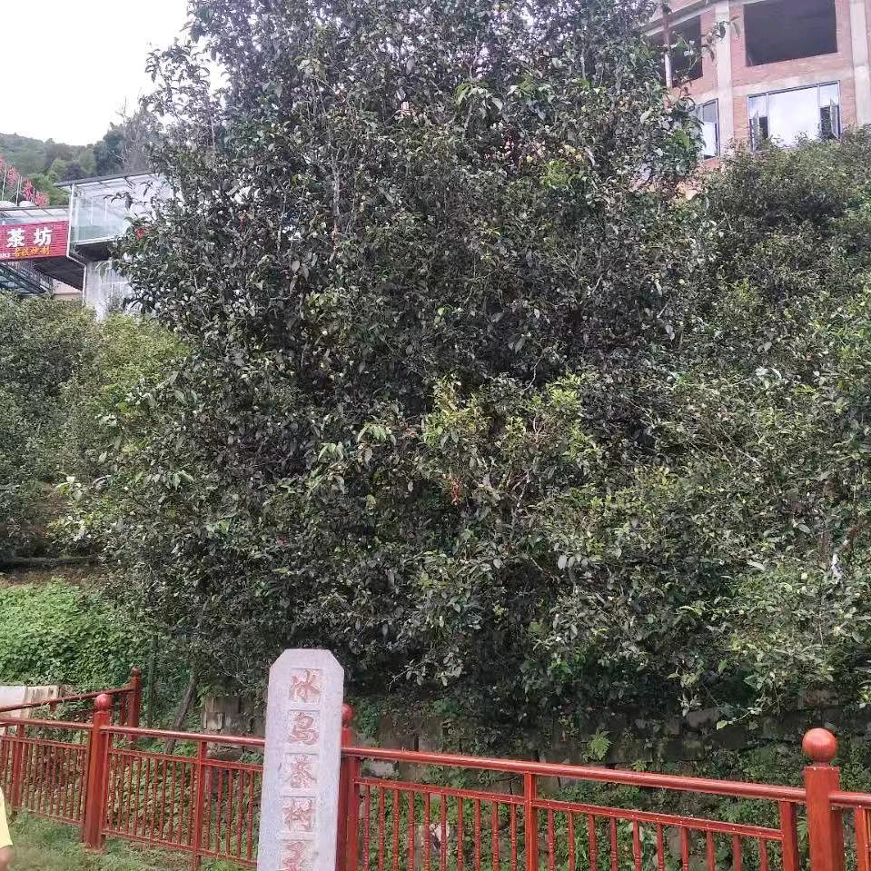苦茶七分甜