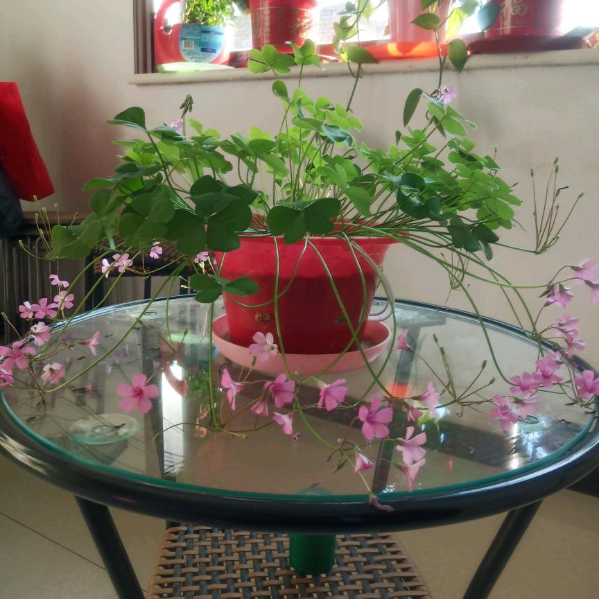 没有你的陪伴，我真的好孤单。