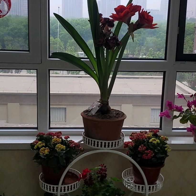 天津四哥