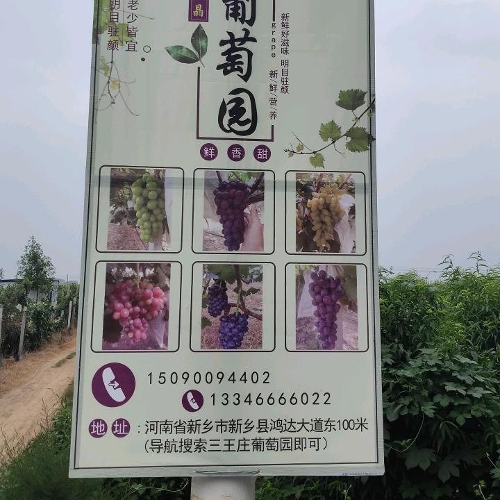 三王庄葡萄园－奎