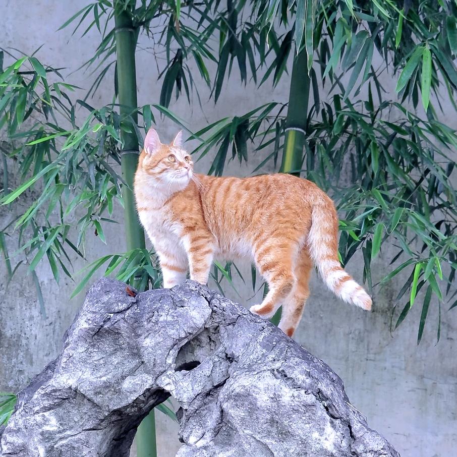 喵隐江湖