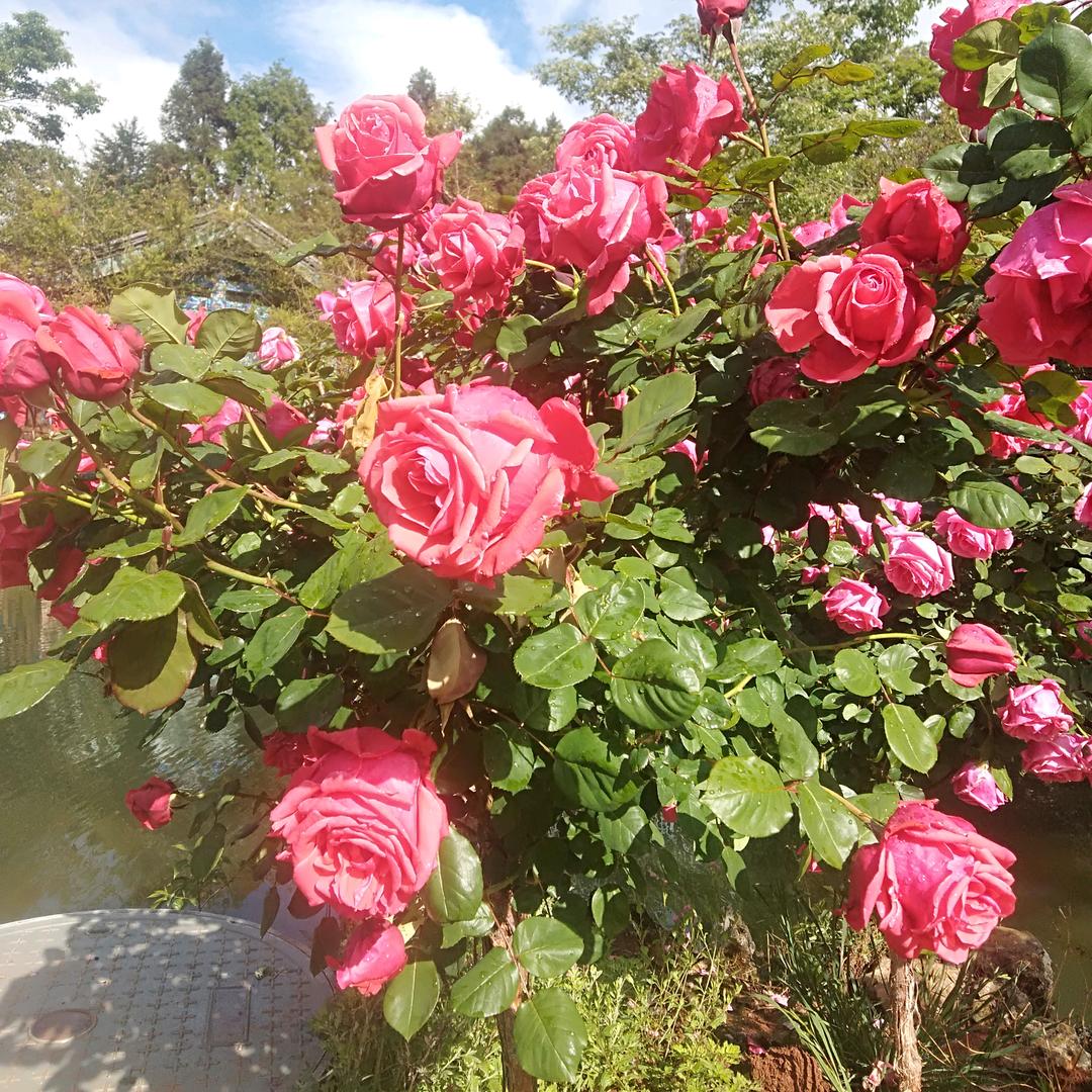菊子花