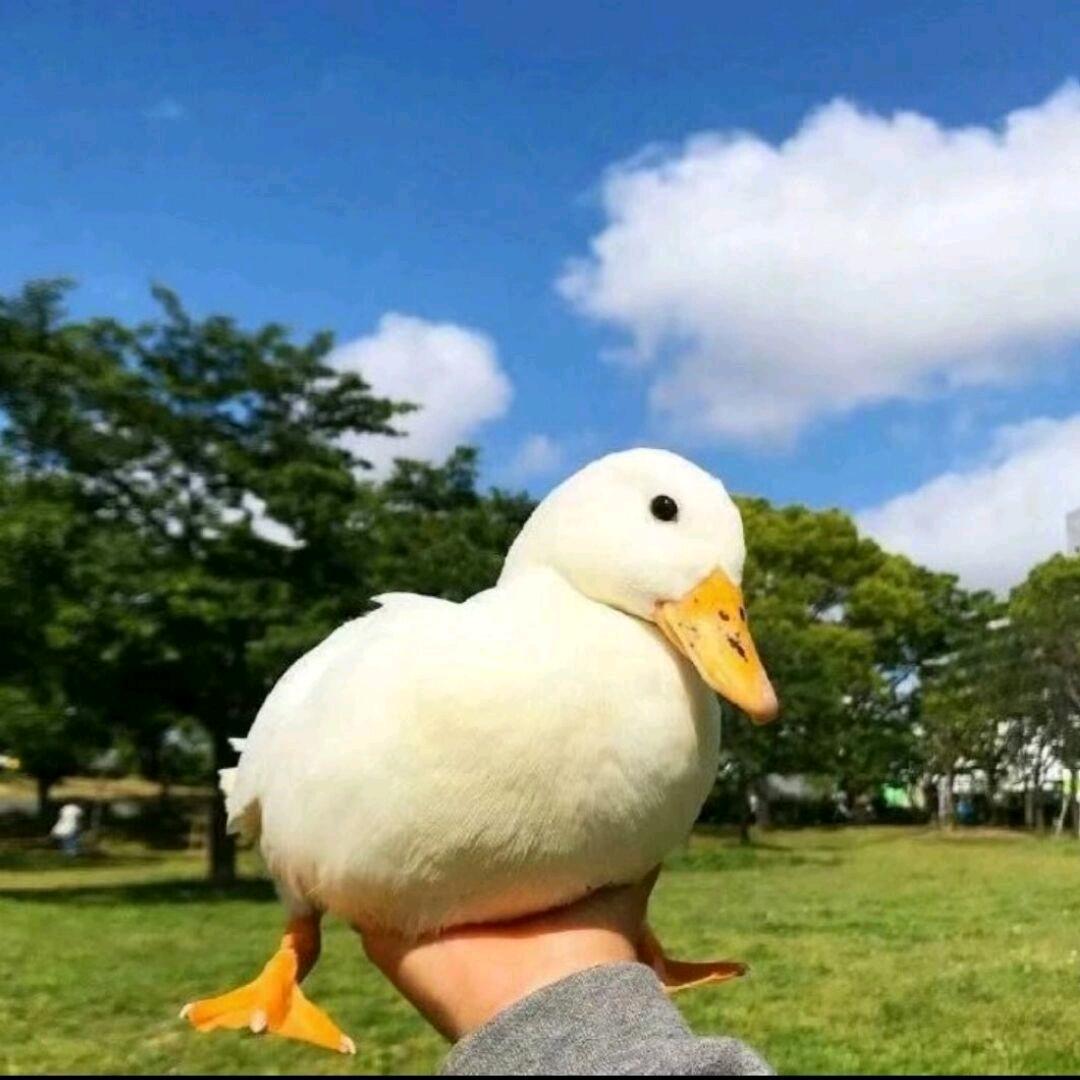 我！你模仿不来