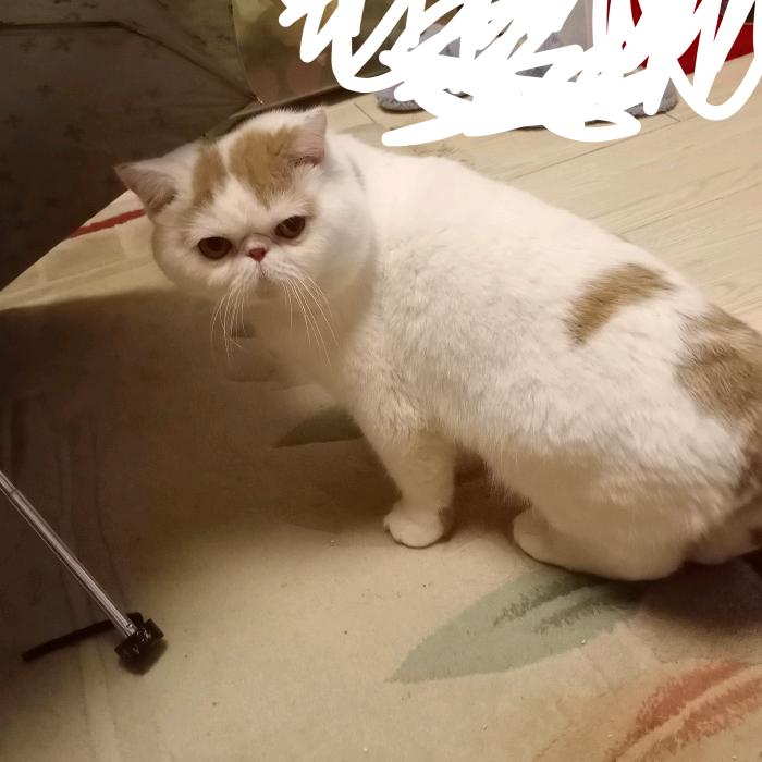 卷卷躺赢头像