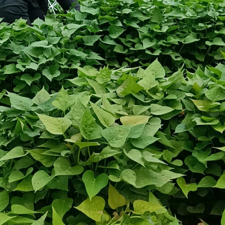 马建槽（种发红薯种植合作社）批发红薯苗