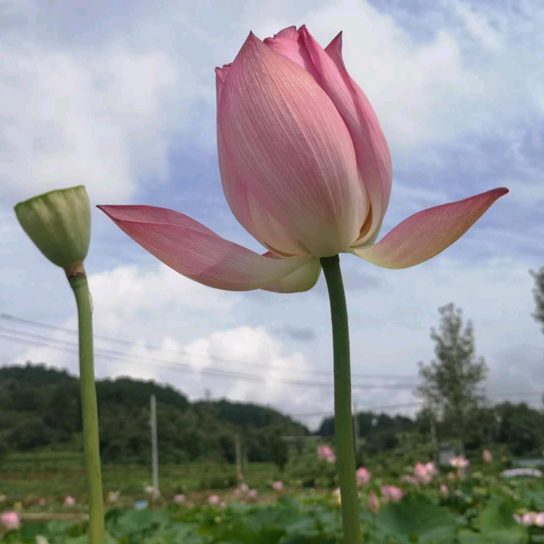 坚强宝宝
