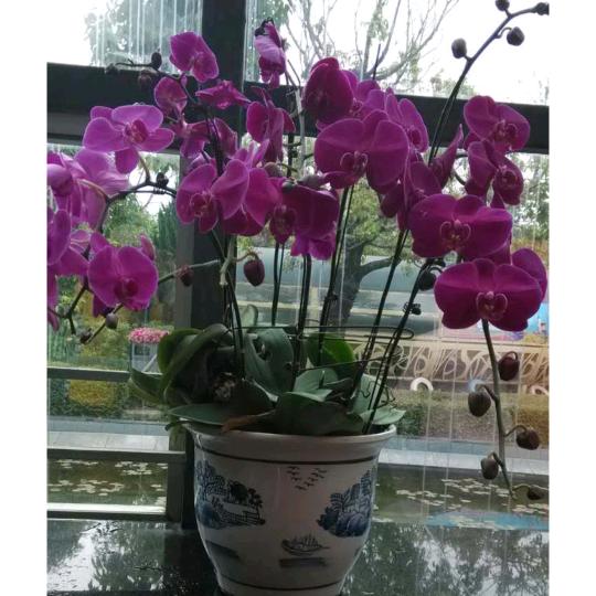 盆景爱好者