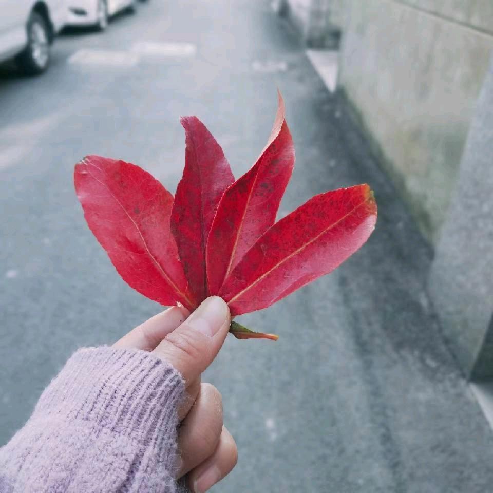 昵称