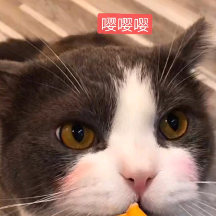 孤小辰（发疯版）