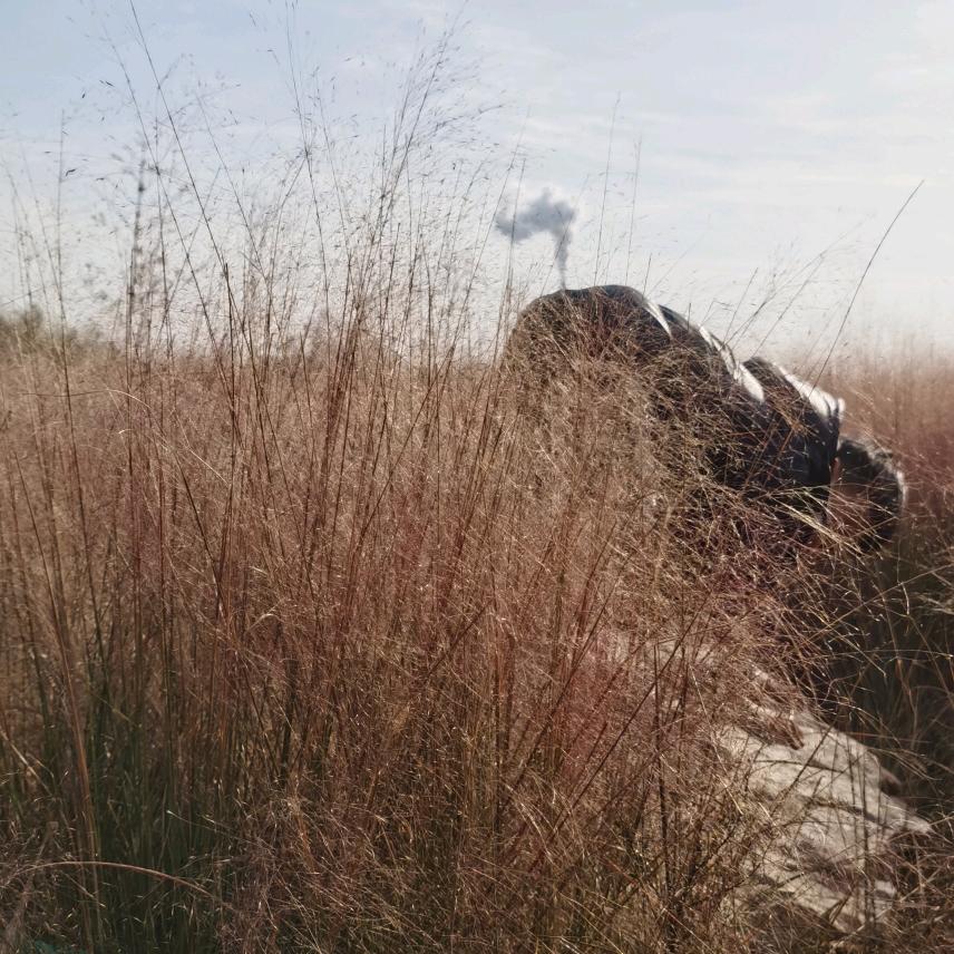 番茄你个西红柿