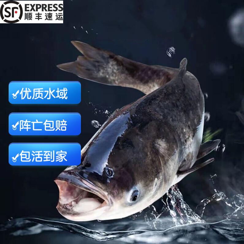 千岛湖野生鱼老板小亮子