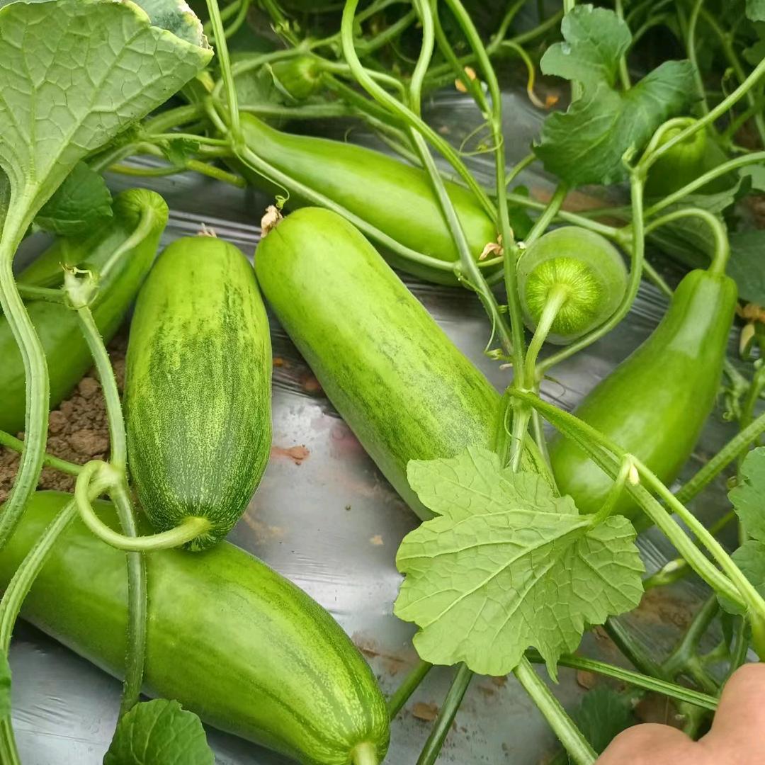 丽丽的种植日常