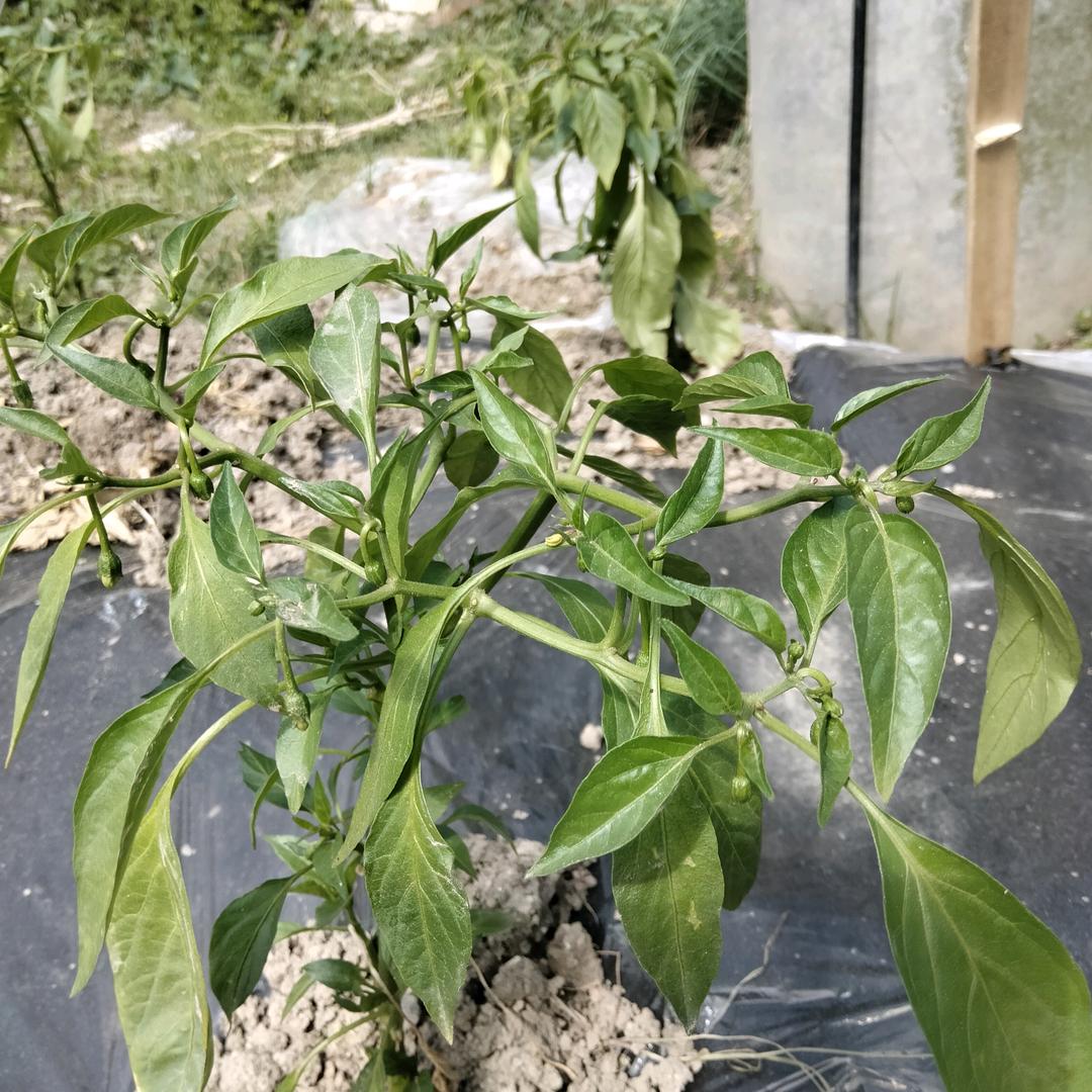 根根