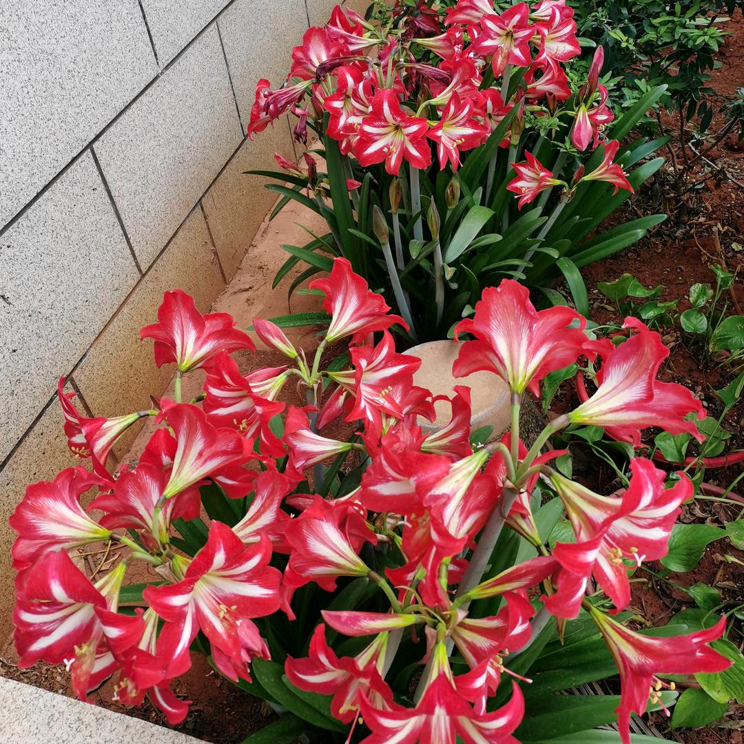 花样年华丶